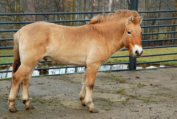 Hřebec Len, foto © Jaroslav Šimek, Zoo Praha